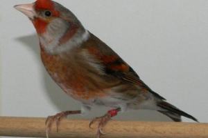 Banduk - śpiew kanary z wyglądem spike Banduk - śpiew kanary z wyglądem spike